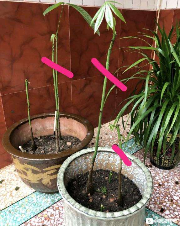 怎么让发财树小苗长粗点啊
