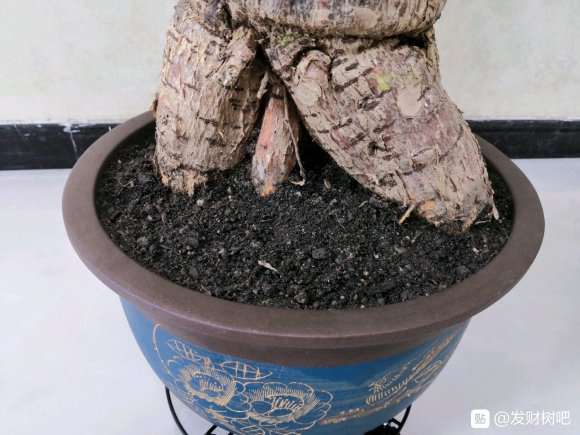给发财树换了1个紫砂盆 怎么办 图片