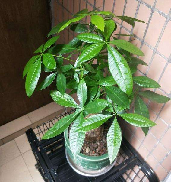 发财树3个月没浇水 好多黄叶