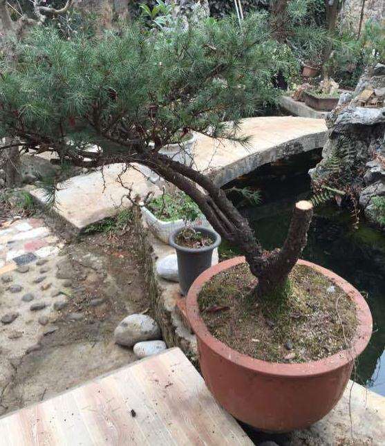 今天改了一盆10年的老雪松盆景