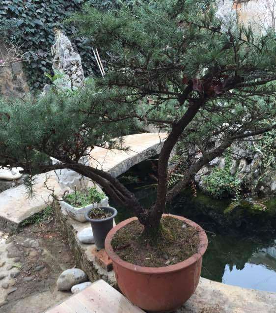 今天改了一盆10年的老雪松盆景