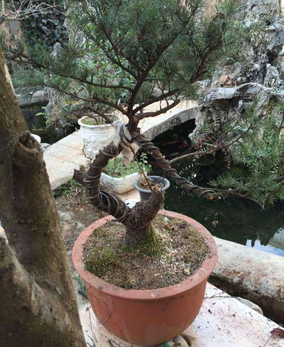 今天改了一盆10年的老雪松盆景