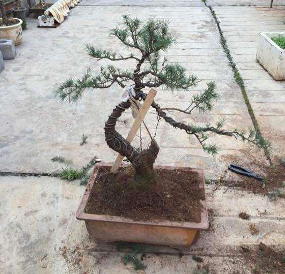 今天改了一盆10年的老雪松盆景