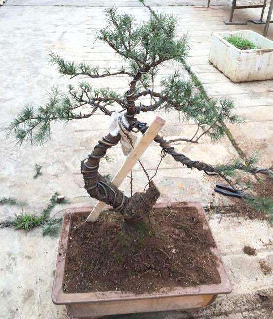 今天改了一盆10年的老雪松盆景