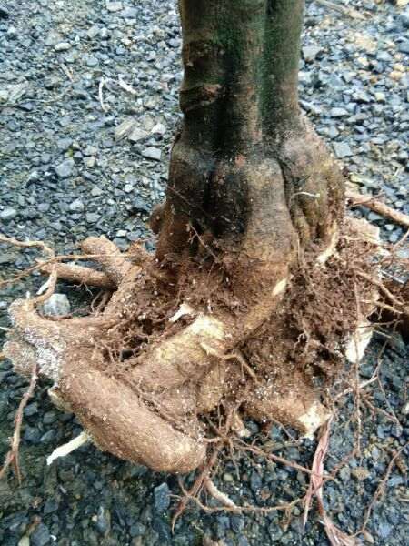 橘子下山桩嫁接佛手做盆景