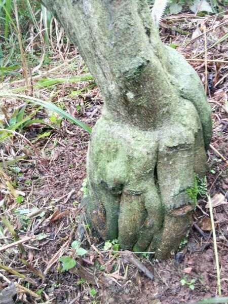 橘子下山桩嫁接佛手做盆景