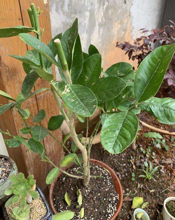 我的佛手盆景是不是没种好