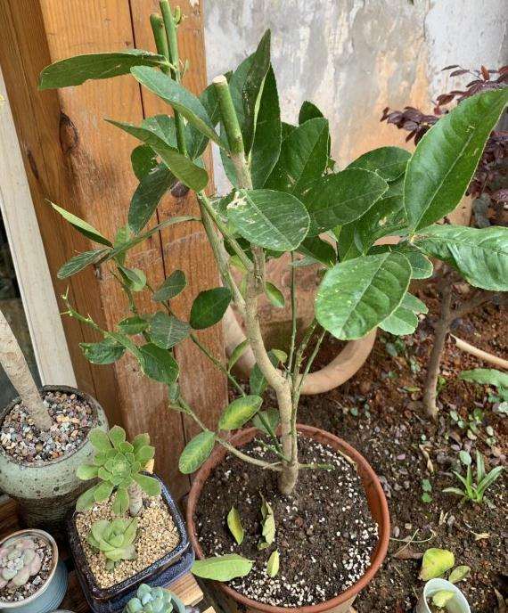 我的佛手盆景是不是没种好