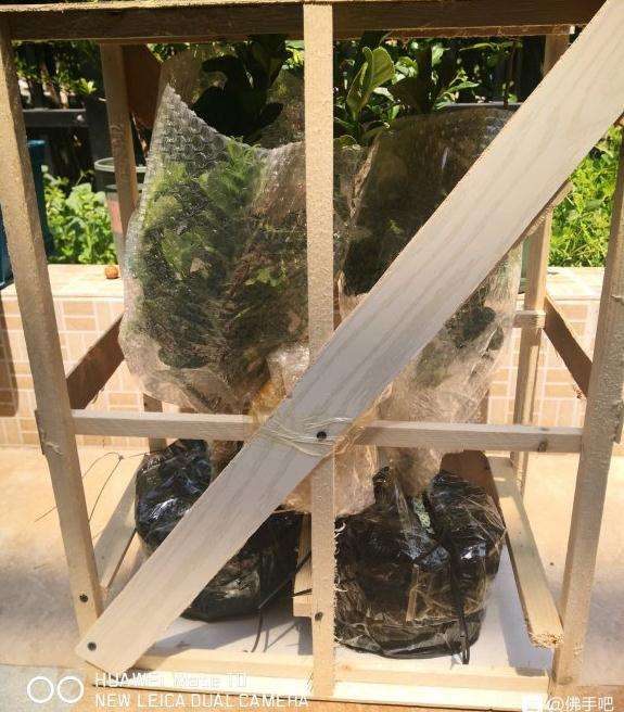 买了2个无刺小果佛手盆景