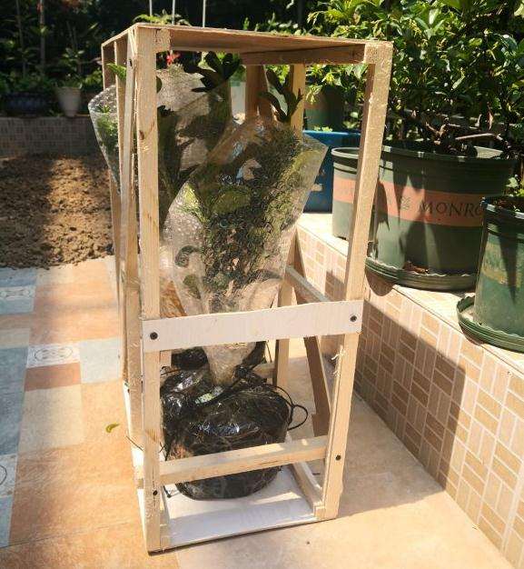 买了2个无刺小果佛手盆景