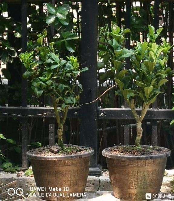 买了2个无刺小果佛手盆景