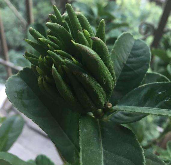 佛手平时怎么施肥啊
