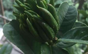 佛手平时怎么施肥啊 图片