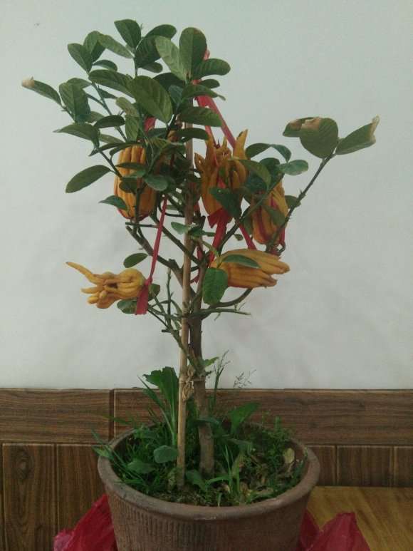 1棵真正的佛手盆栽 70元拿下 图片