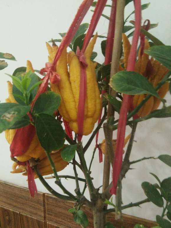 1棵真正的佛手盆栽 70元拿下 图片