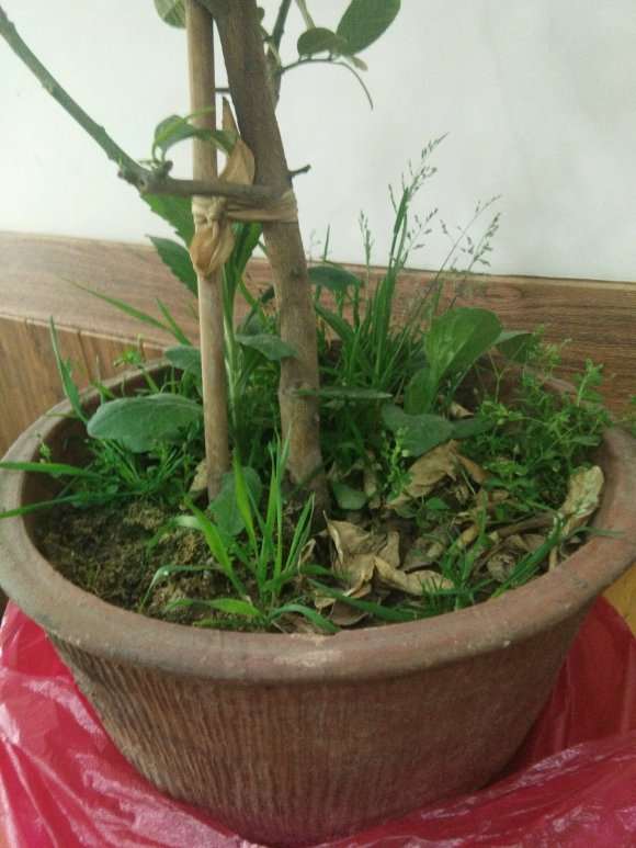 1棵真正的佛手盆栽 70元拿下 图片