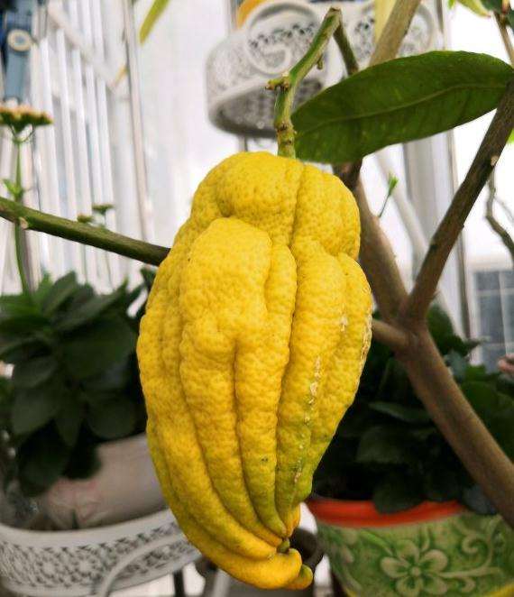 为什么佛手开花受季节环境的影响