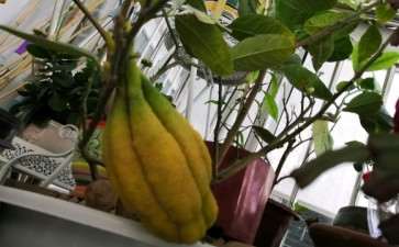 为什么佛手开花受季节环境的影响