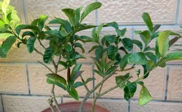 怎么能促进北方佛手开花结果的方法