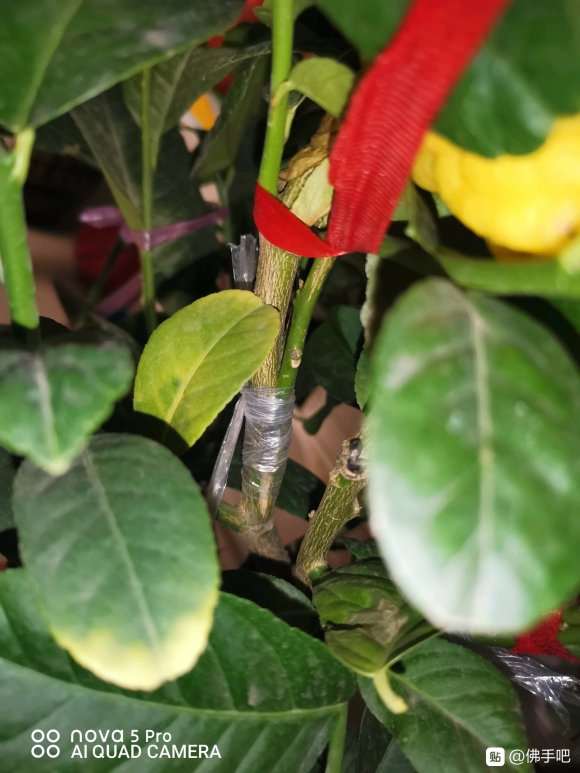 花卉市场买的佛手是嫁接的