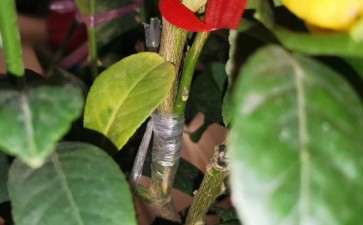 花卉市场买的佛手是嫁接的 怎么办