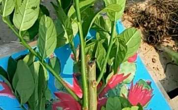 花市买来了2颗金佛手 看是不是真的