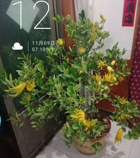 北方可以盆栽佛手吗