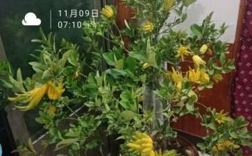 北方可以盆栽佛手吗 图片
