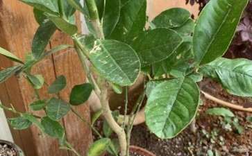 佛手树是不是没种好 掉叶子很厉害