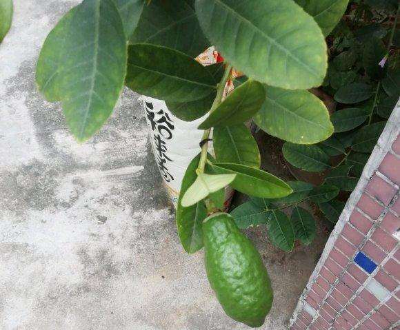 怎么区分佛手跟柠檬的方法