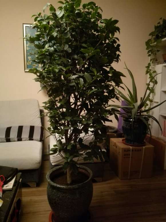 东北茶树下山桩没有洗根