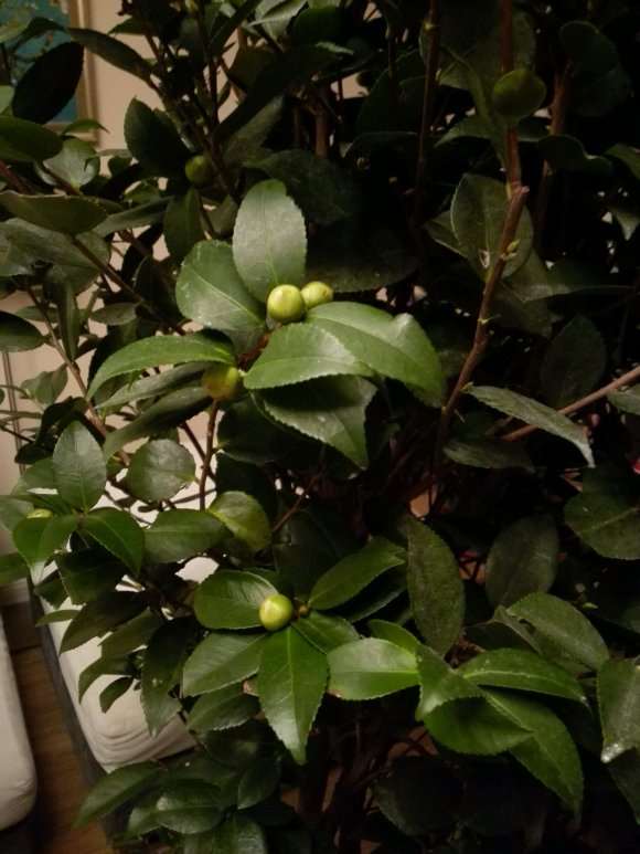 东北茶树下山桩没有洗根