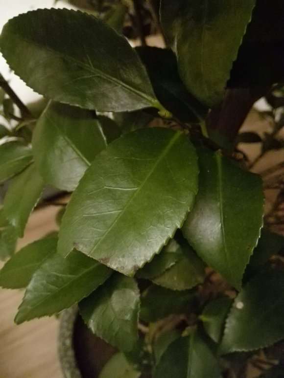 东北茶树下山桩没有洗根