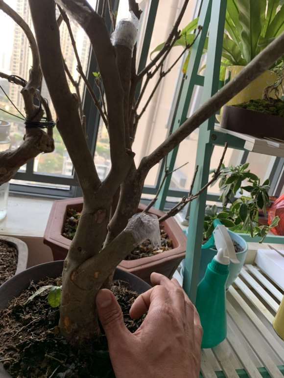 山上挖的茶树下山桩老桩