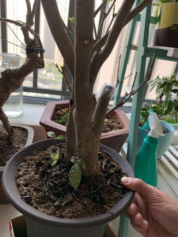 山上挖的茶树下山桩老桩