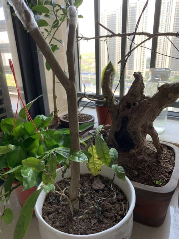 山上挖的茶树下山桩老桩