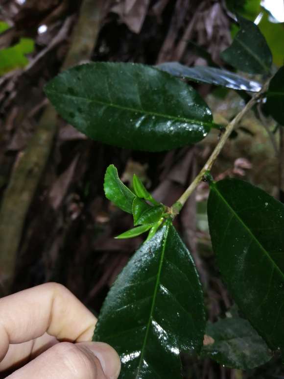 这是什么品种茶树下山桩