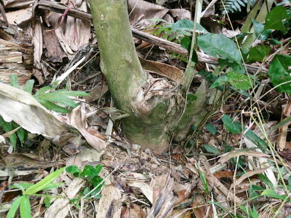 这是什么品种茶树下山桩