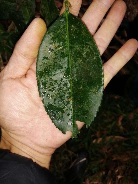 这是什么品种茶树下山桩