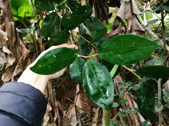 这是什么品种茶树下山桩