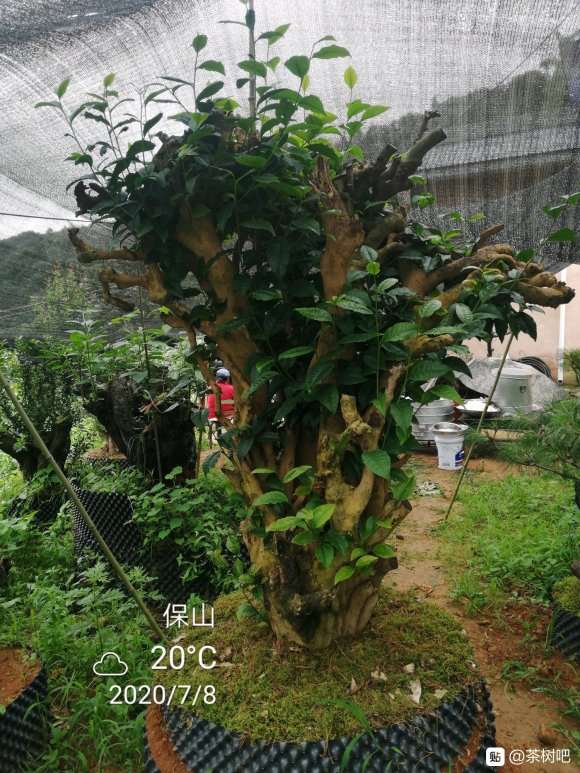 古茶树下山桩老桩 估计几百年了吧