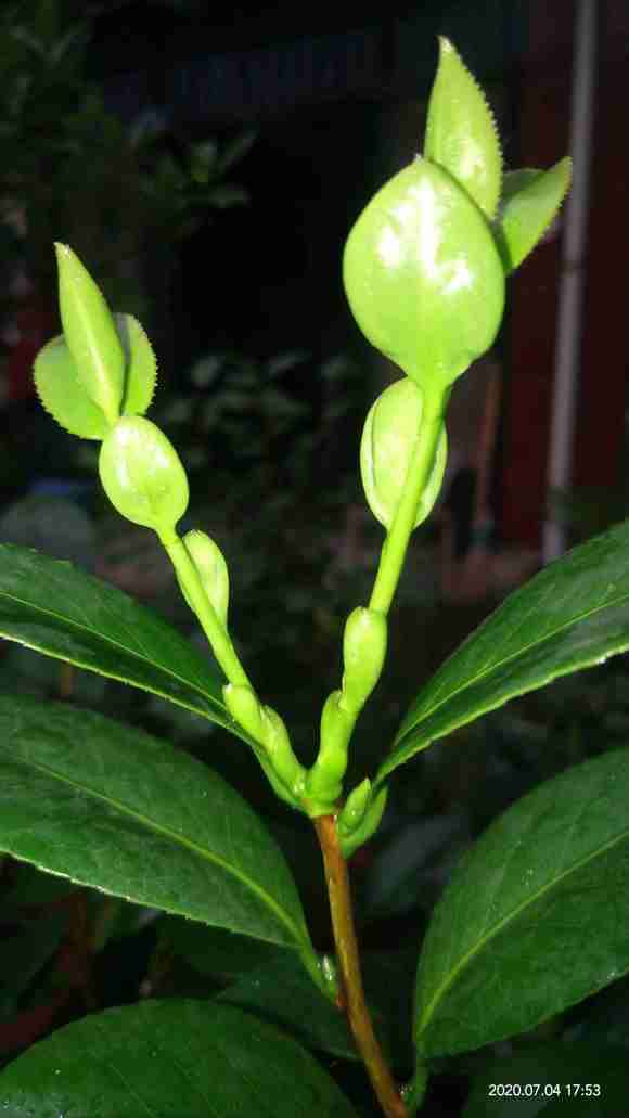 茶树下山桩养了3年 只长叶不开花