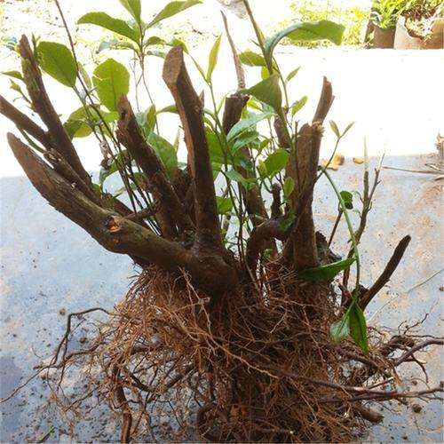 花盆里能种茶树下山桩么