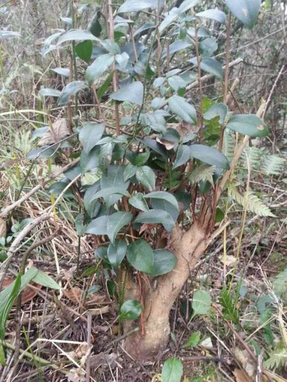 野茶树下山桩 山上很多 有价值吗