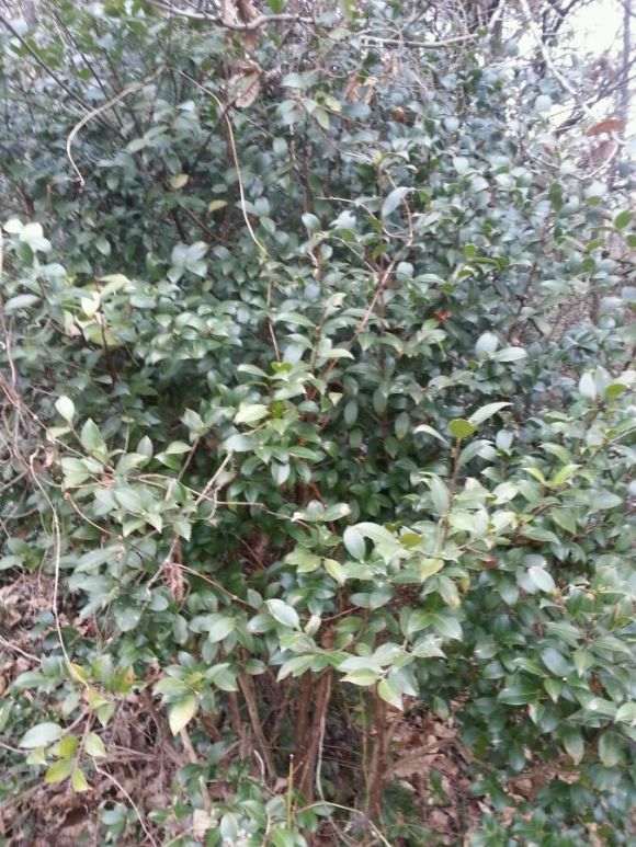 野茶树下山桩 山上很多 有价值吗