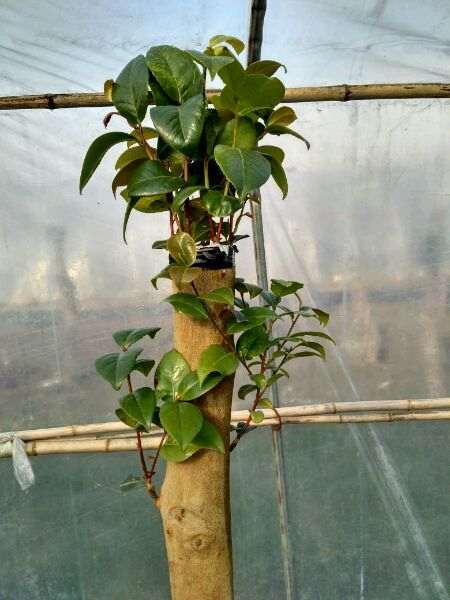 大棚嫁接油茶下山桩