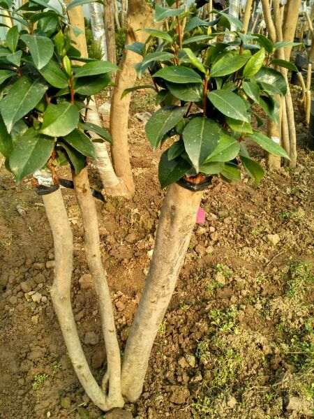 大棚嫁接油茶下山桩