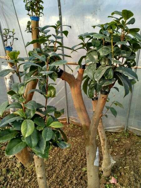 大棚嫁接油茶下山桩