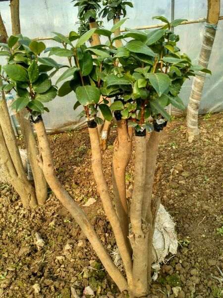 大棚嫁接油茶下山桩