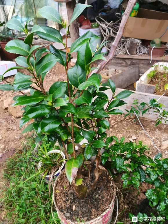怎么提高油茶树下山桩生根的方法
